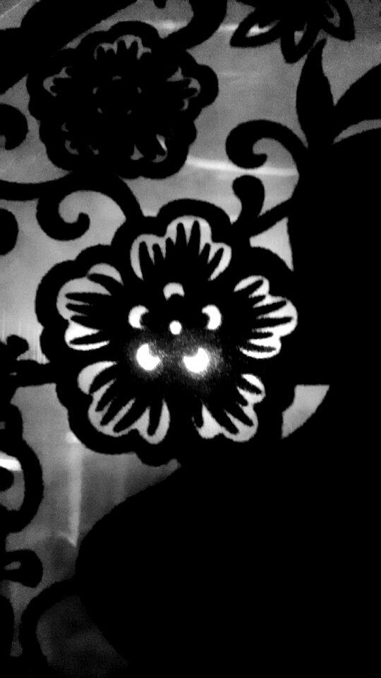 Free stock photo of blackandwhite, flower, night photo