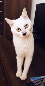 Free stock photo of cat, Hello, white photo
