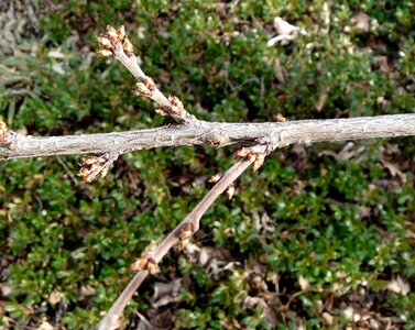 Free stock photo of buds, nanking cherryt, prunus tomentosa