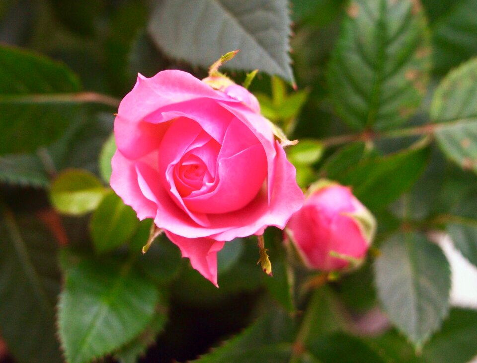 Free stock photo of flower, nature, rose