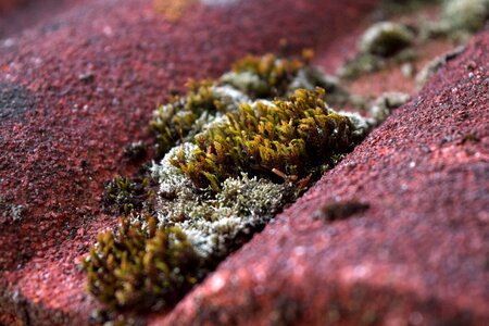 Free stock photo of italy, moss, roof photo