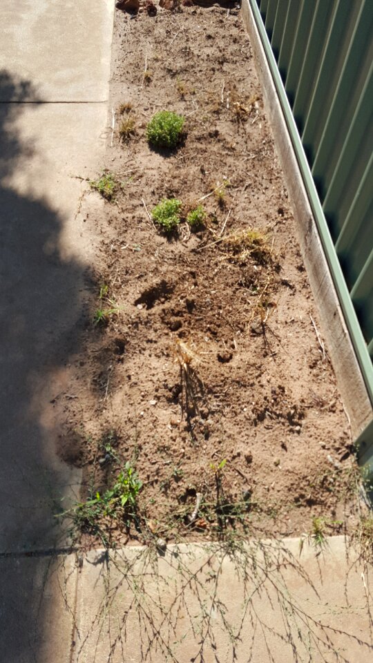 Free stock photo of garden, plants