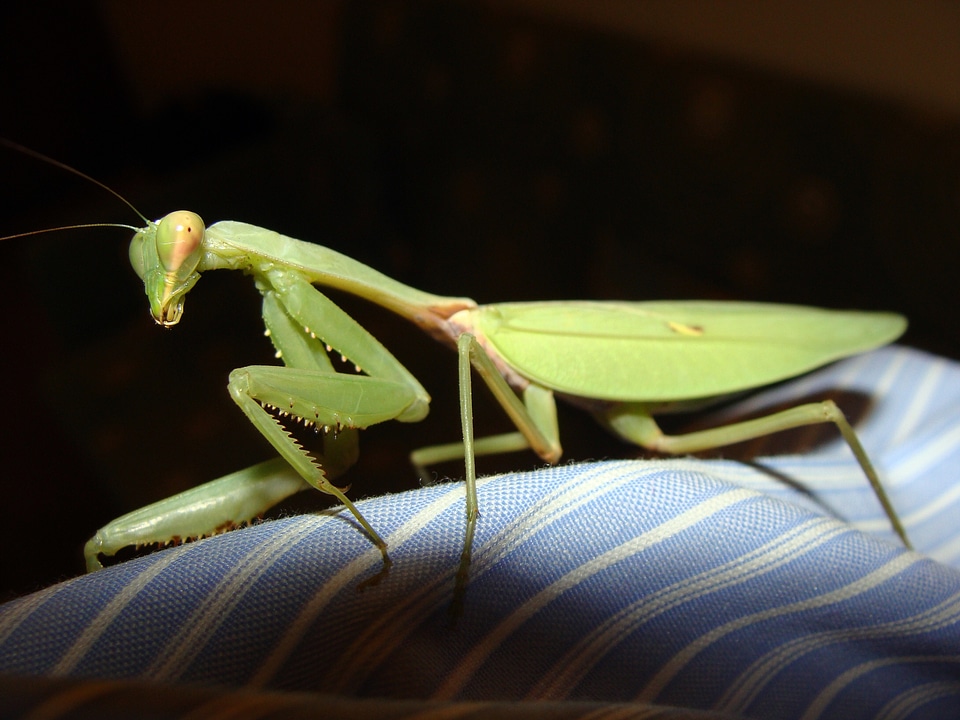 Insect green flight insect