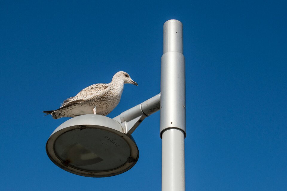 Free stock photo of seagul, sky, watcher