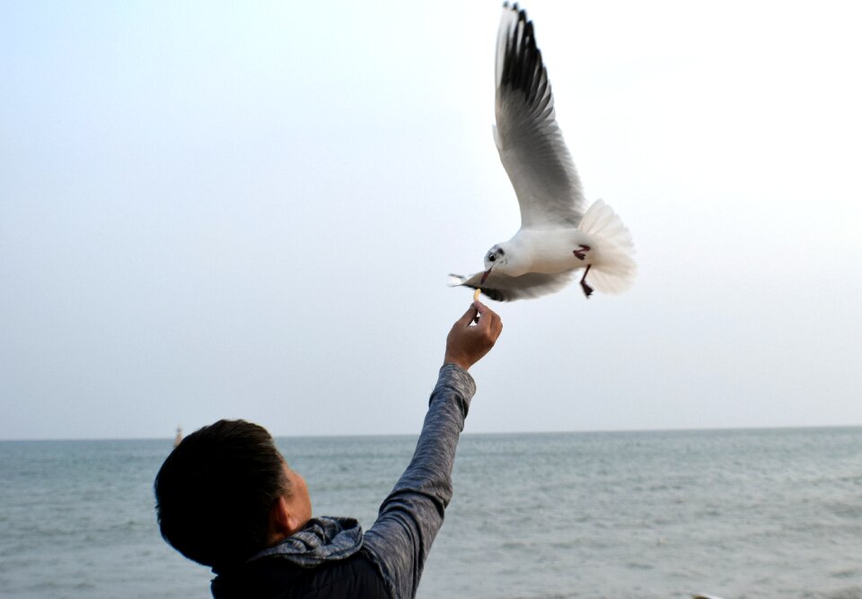 Free stock photo of animal, beach, busan