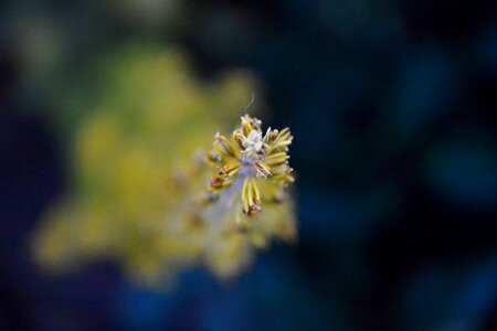 Free stock photo of blue, flower, yellow