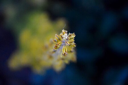 Free stock photo of blue, flower, yellow photo