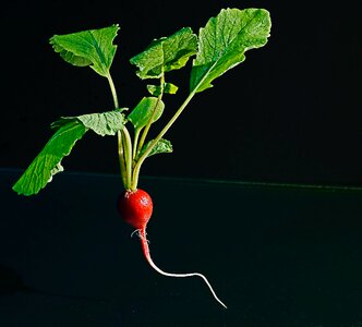 Free stock photo of experiments, radish, red