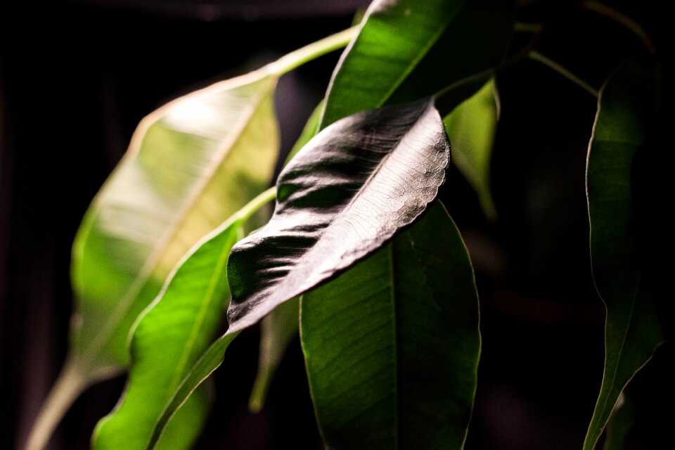 Free stock photo from Tookapic