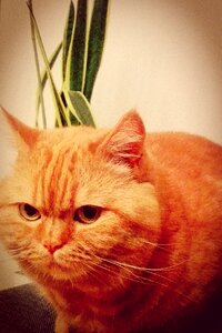 Free stock photo of brytyjczyk, cat, kot