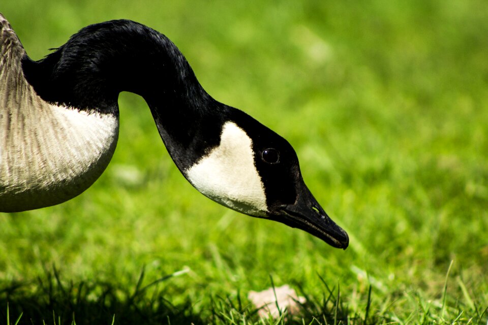 Free stock photo of animal, goose, nature