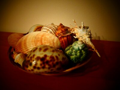 Free stock photo of shells photo
