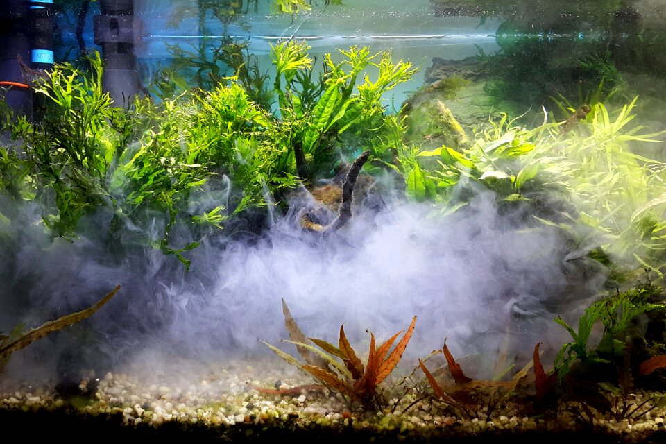 Green Leaf Plants With Smoke