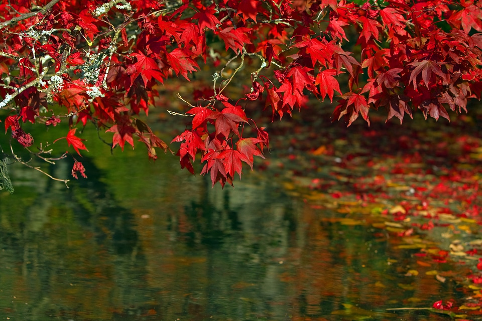 Fall colorful trees