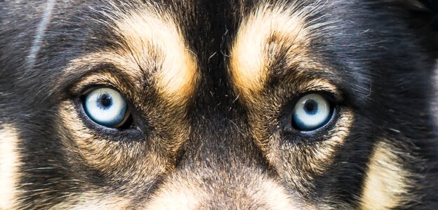 Black Brown Short Coated Dog With White Blue Eyes photo