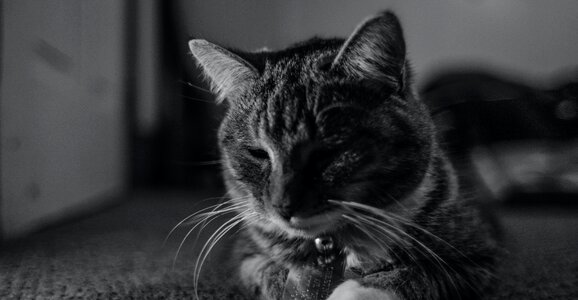 Free stock photo of animal, black and-white, cat