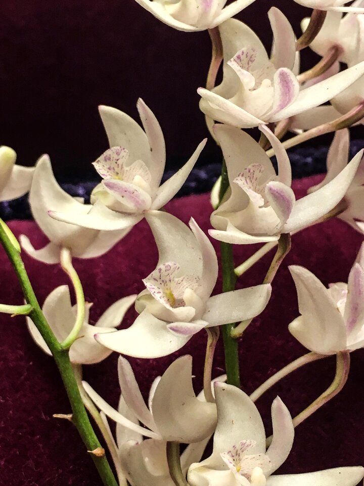 Free stock photo of orchids