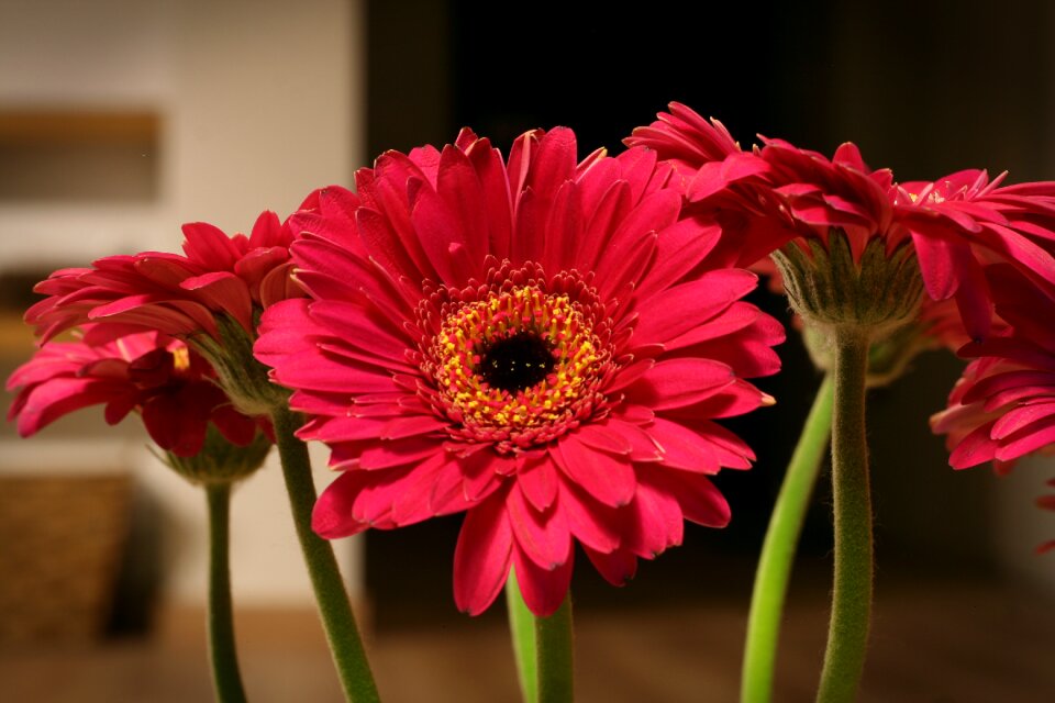 Free stock photo of flowers