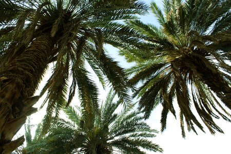 Free stock photo of green, nature, palm