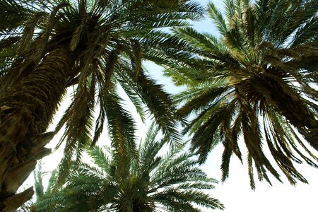 Free stock photo of green, nature, palm photo