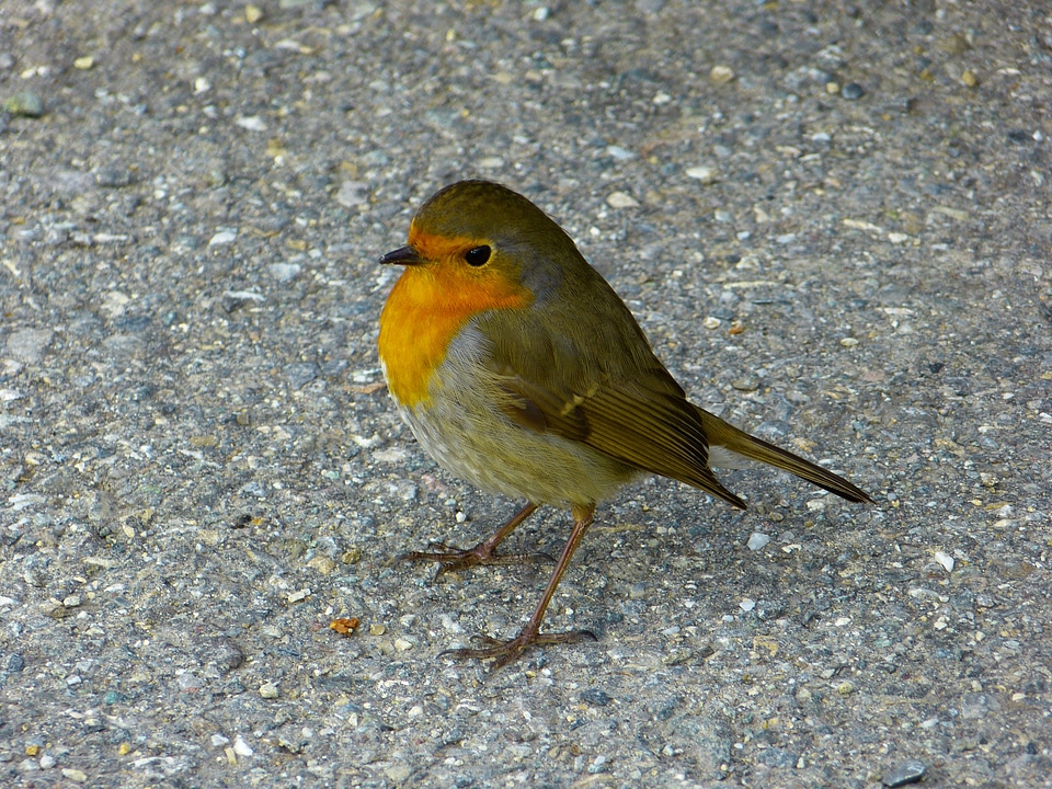 Erithacus rubecula beautiful pretty