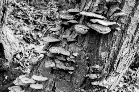 Free stock photo of bark, mushrooms, nature photo