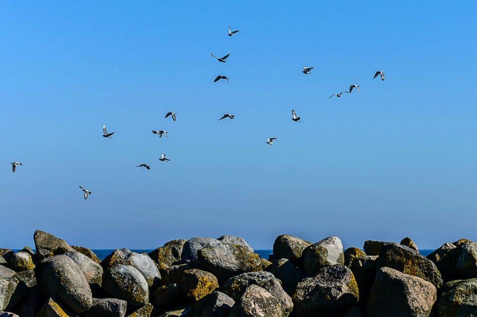 Free stock photo of flight, sea, seagull photo