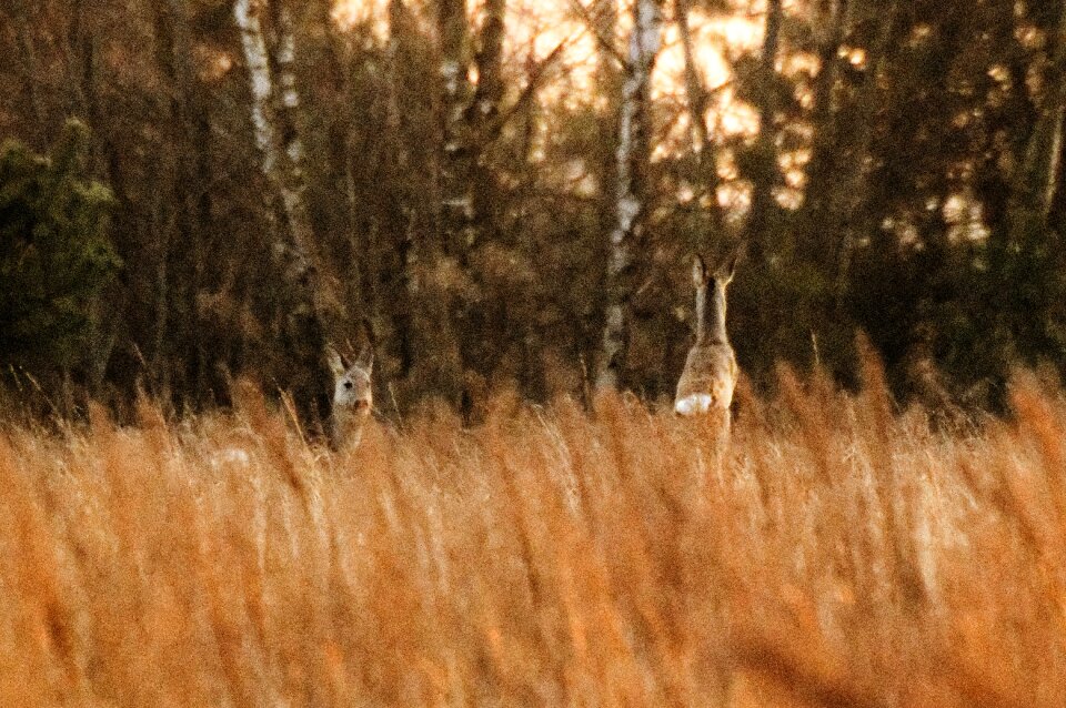Free stock photo of deer, roe, roe deer