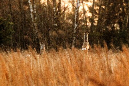 Free stock photo of deer, roe, roe deer photo