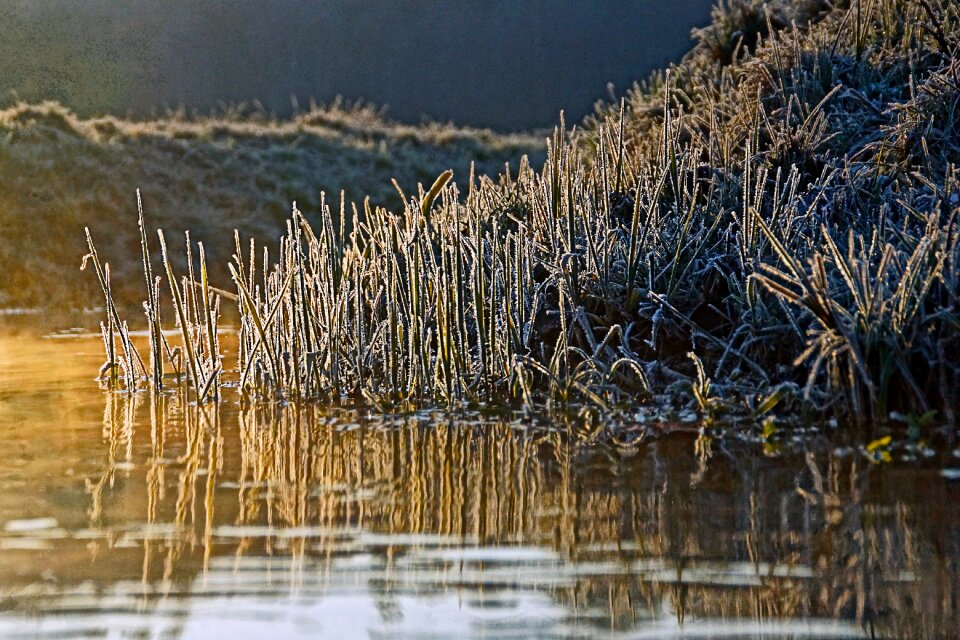 Free stock photo of dawn, fog, frost