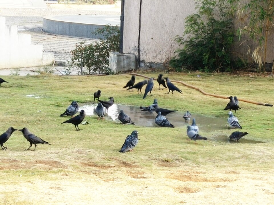 Free stock photo of 365 photos, bird bath, crows