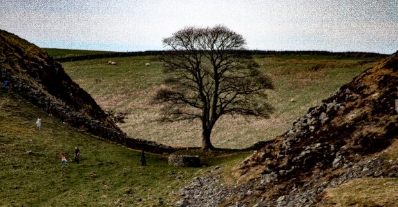 Free stock photo of gap, hadrians wall, oak tree