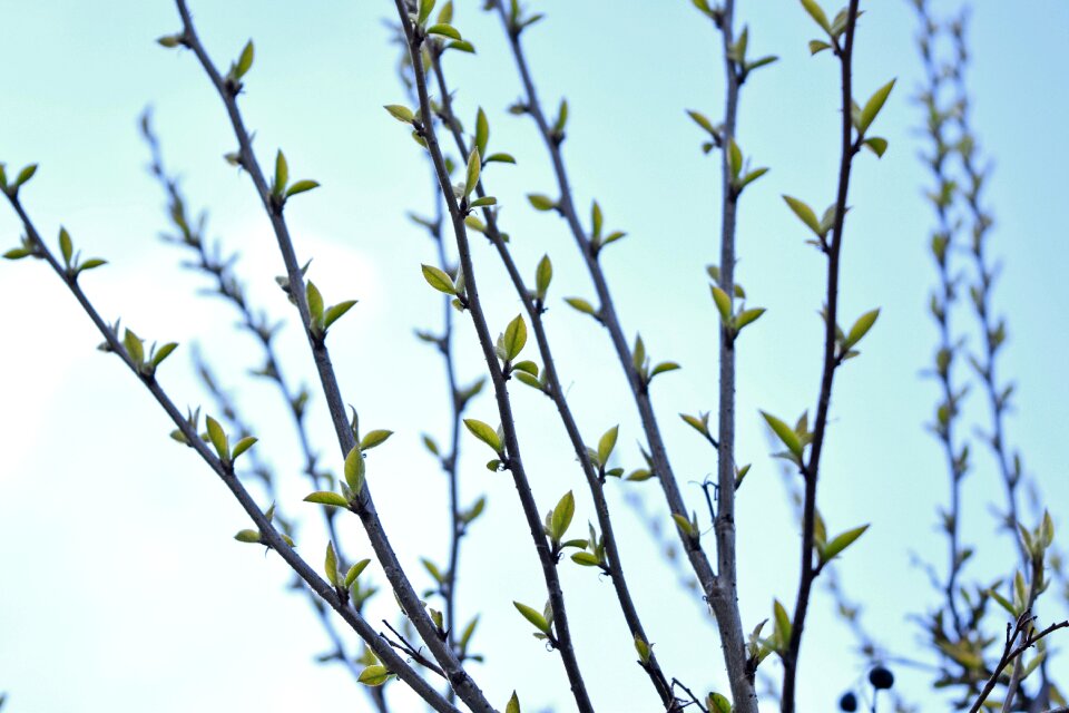 Free stock photo of sky, tree
