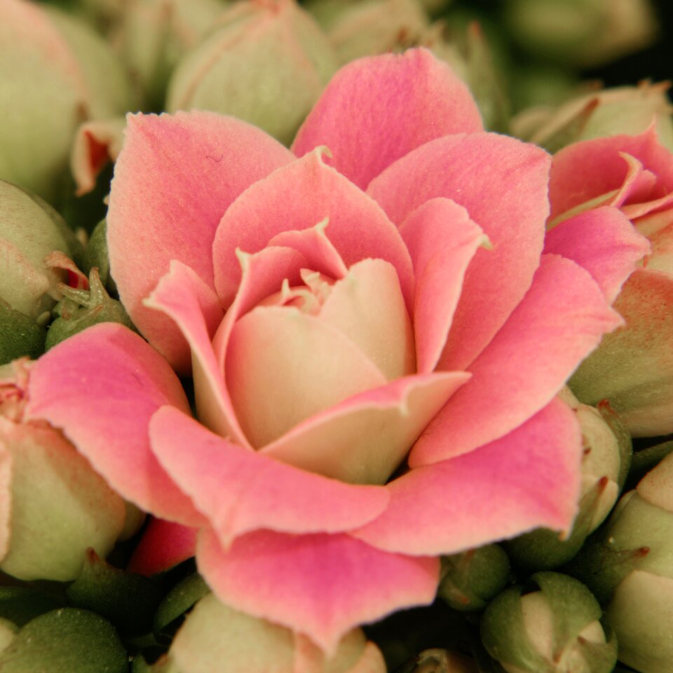 Free stock photo of flower, kalanchoe, macro