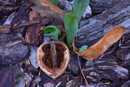 Free stock photo of garden, nature, walnut shell photo
