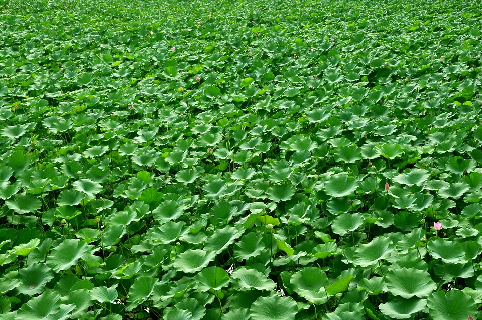 Plant lotus leaf green leaf