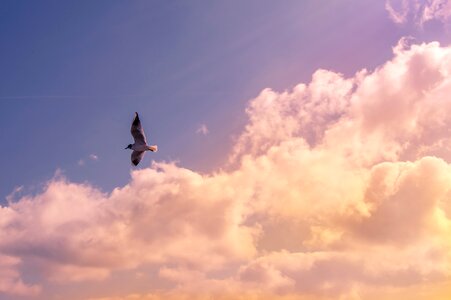 White Bird Flying Under Cloudy Sky during Daytime photo