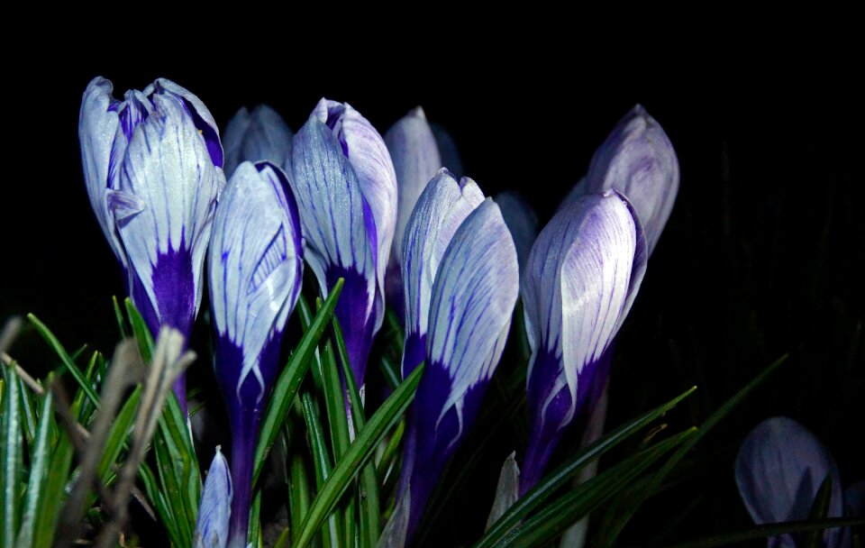 Free stock photo of crocuses, flashlight, flowers