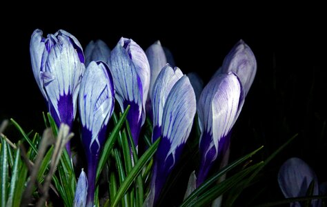 Free stock photo of crocuses, flashlight, flowers