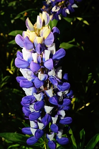 Bloom blue macro photo