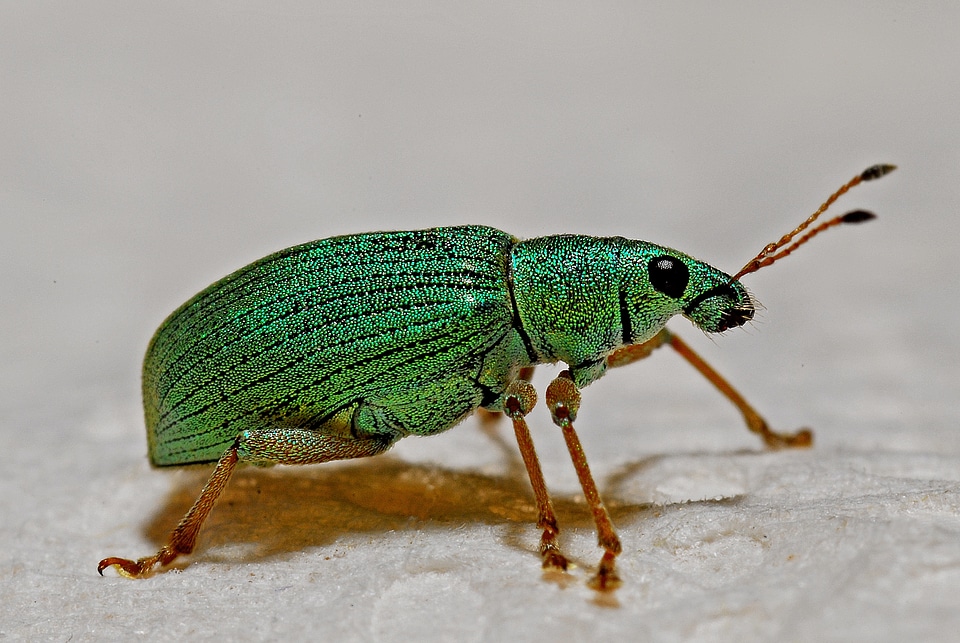 Entomology insect zoology