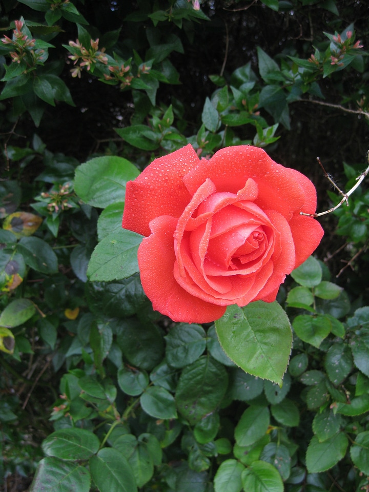Nature love rosebud