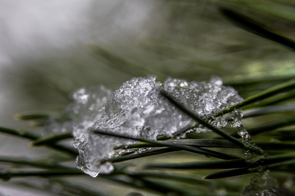 Free stock photo of crystals, ice, pine
