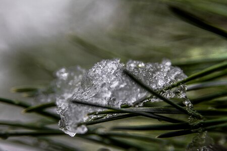 Free stock photo of crystals, ice, pine photo