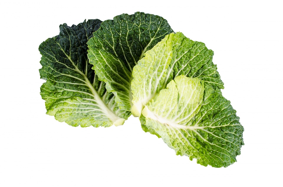 Plant isolated vegetarian