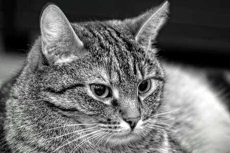 Greyscale Photo of Tabby Mix Cat photo
