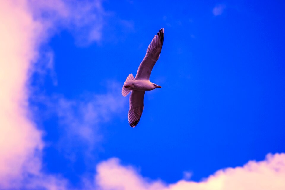 Free stock photo of seagull, sun photo