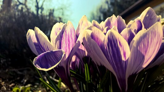 Purple Petaled Flowers