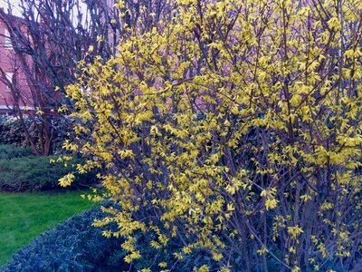 Free stock photo of backyard, bloom, flower photo