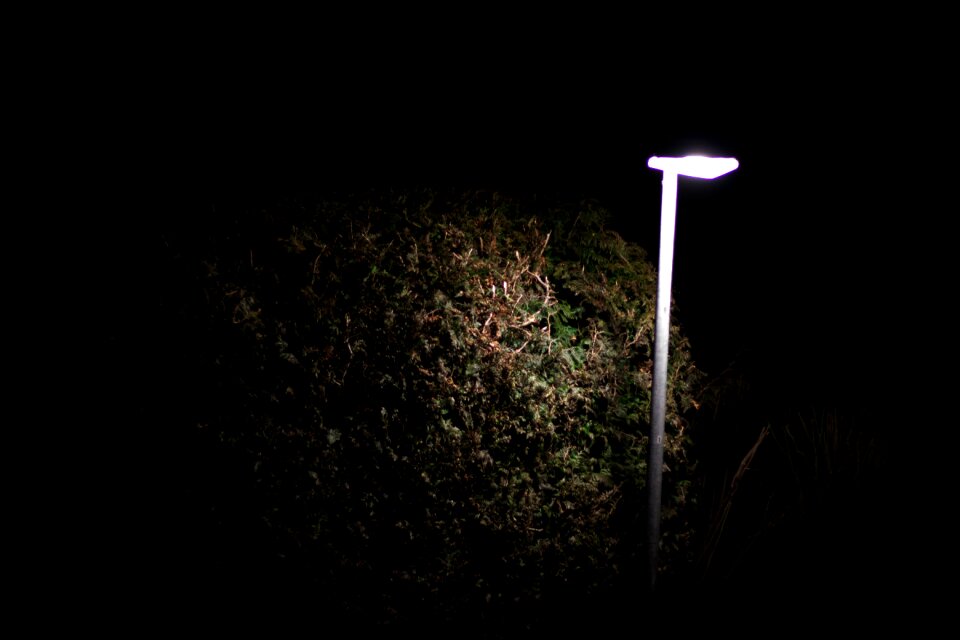Free stock photo of bush, darkness, light